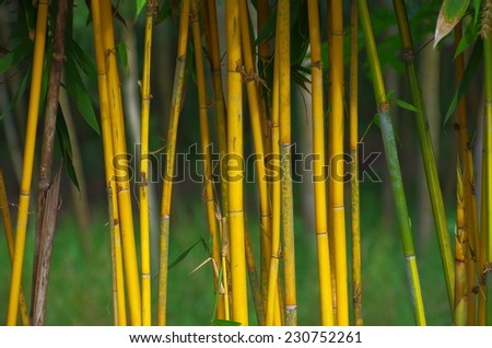 Bamboo Yellow