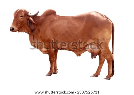 Indian Gir cow ready to use photo in white background Royalty-Free Stock Photo #2307525711
