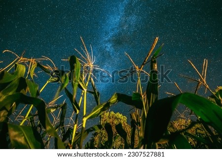 Bottom View Of Night Starry Sky With Milky Way From Green Maize Corn Field Plantation In Summer Agricultural Season. Night Stars Above Cornfield. Bottom View Of Night Starry Sky With Milky Way From