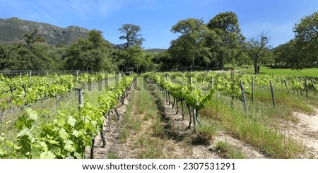 Vineyard, Grand Constantia Wine Estate, Cape Town, South Africa Royalty-Free Stock Photo #2307531291