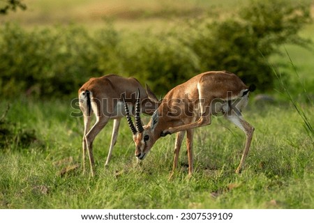 two Chinkara or Indian gazelle or Gazella bennettii Antelope animal pair eyes expression grazing grass in monsoon green wildlife safari ranthambore national park reserve sawai madhopur rajasthan india