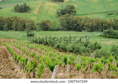 Picture of Vineyard in sunset at Trapani, Sicily