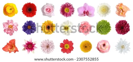 Set of different beautiful flowers on white background Royalty-Free Stock Photo #2307552855