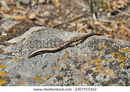 Snake-eyed Skink
(Ablepharus kitaibelii) in Southern Slovakia