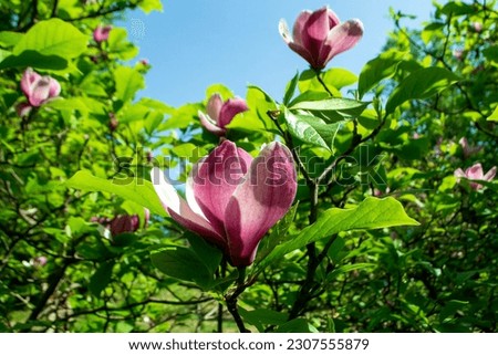 Magnolia Rose Marie flower on a branch with green leaves close up