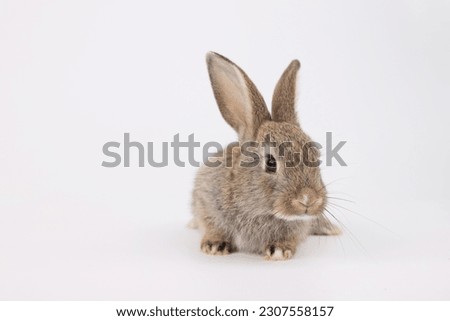 Healthy lovely baby bunny easter rabbit on white background. Cute fluffy rabbit on white background Animal symbol of easter day festival.
