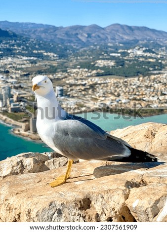 Seagull observing the nature environment in Calpe, Alicante, Spain.