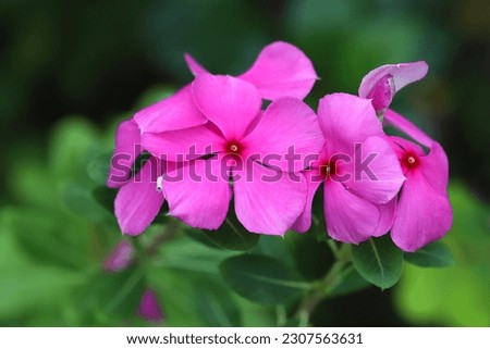 Blooming pink bright eyes flowers wirh blurry green background
