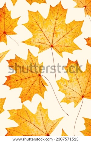 Autumn maple leaves on beige background. Minimal monochrome trend pattern with fallen autumn leaves, yellow colored textured foliage, autumnal herbarium. Nature flat lay with fall leaf with viens