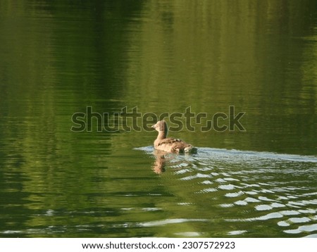 young greylag goose swimming in a pond