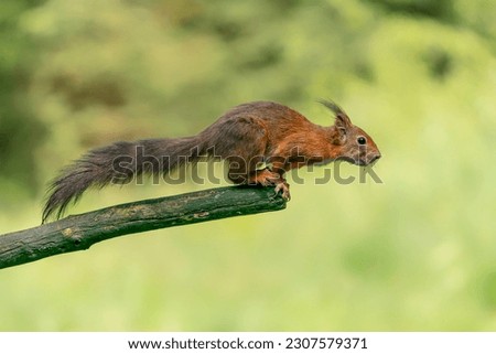 Beautiful Red Squirrel (Sciurus vulgaris) jumping in the forest of Noord Brabant in the Netherlands.
                                                                                                   