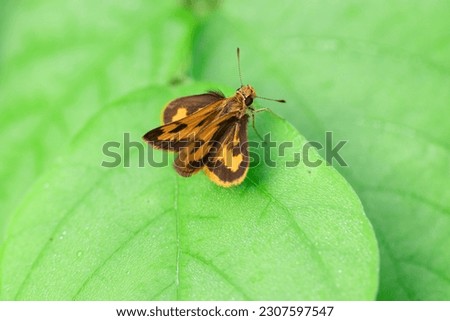 Small butterfly on green leaf with close up and soft background focus. 