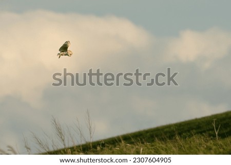 Barn owl (Tyto alba) hovers over the grasslands, Yorkshire coast, UK