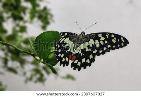 Butterflies are beautiful and flying insects with large scaly wings.