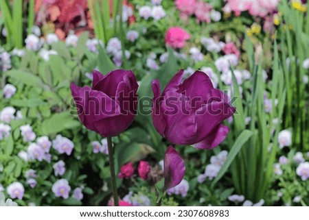 tulip ad colorful spring flower in green garden at springtime. selective focus