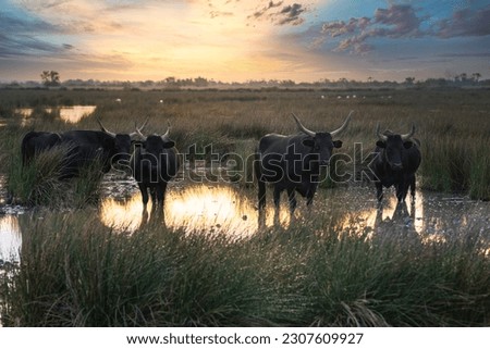 Group of bulls in the sun of Camargue, France Royalty-Free Stock Photo #2307609927