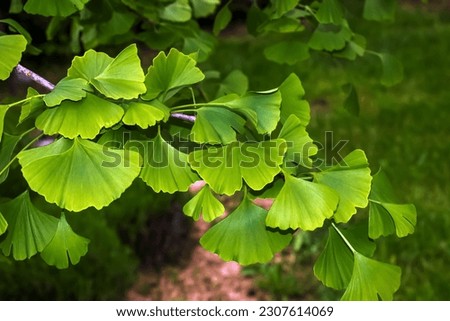 Fresh bright green leaves of ginkgo biloba. Natural leaf texture background. Branches of a ginkgo tree in Nitra in Slovakia. Latin name Ginkgo biloba L. Royalty-Free Stock Photo #2307614069