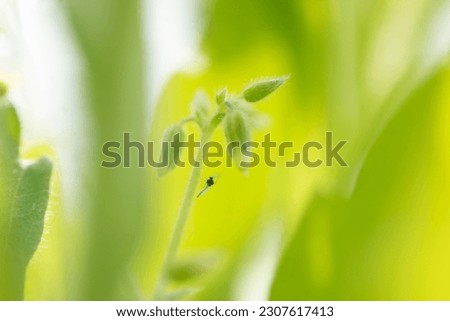 Young grass image pattern on a light green background