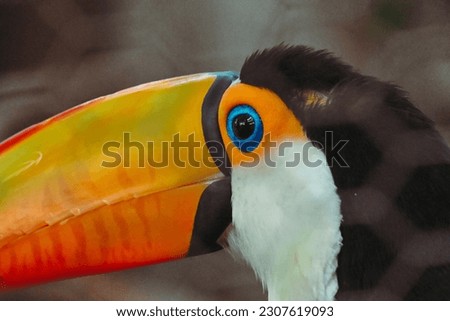 This toucan had the most beautiful eyes. Photo shot with Nikon Z50 Macro lens 50mm f2.8