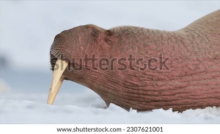 Close up of walrus from Svalbard