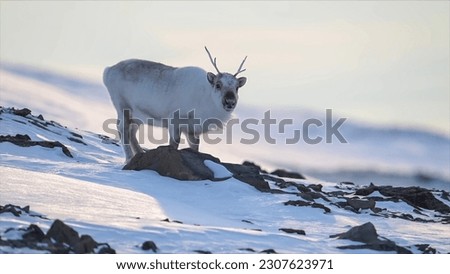 The Svalbard reindeer (Rangifer tarandus platyrhynchus)