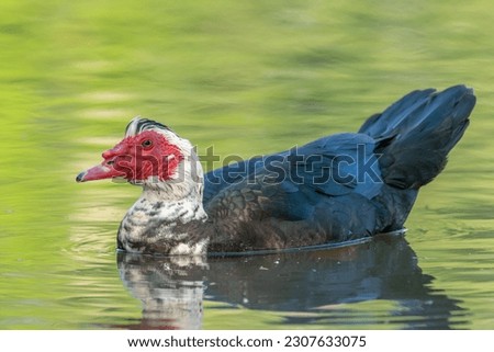 Muscovy duck (Cairina moschata) in a river. Bas-Rhin, Collectivite europeenne d'Alsace,Grand Est, France, Europe.