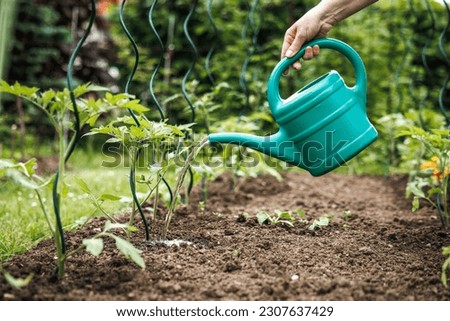 Watering tomato plant in vegetable garden. Organic gardening Royalty-Free Stock Photo #2307637429