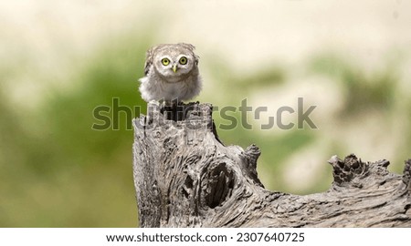 The spotted owlet (Athene brama) is a small owl which breeds in tropical Asia from mainland India to Southeast Asia. This image Was Taken From Paharpur District Layyah, Southern Punjab, Pakistan