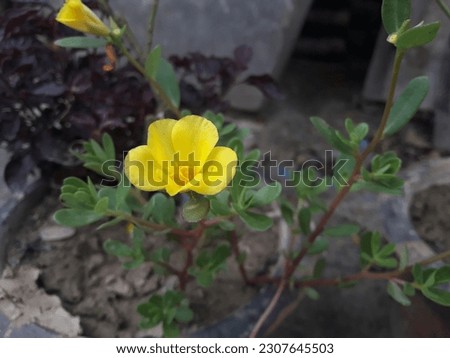 Yellow flower close up of Portulaca oleracea. This flower also called as Ranunculaceae, Moss-rose purslane