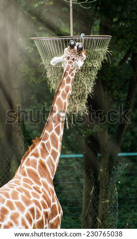 The reticulated giraffe (Giraffa camelopardalis reticulata) feeding hay.