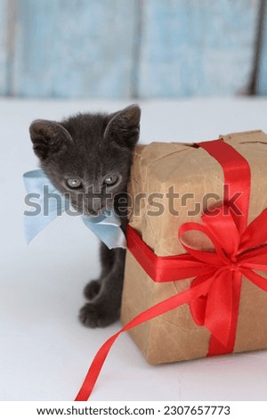 Cat and gift,kitten, gift in a box, red bow, cardboard, for greetings, happy holiday, background image, background