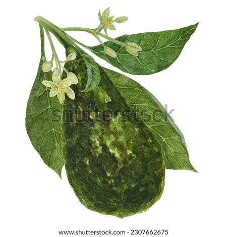 Avocado watercolor hand drawn realistic illustration. Green and fresh art of salad, sauce, guacamole, smoothie ingredient. For textile, menu, cards, paper, package design