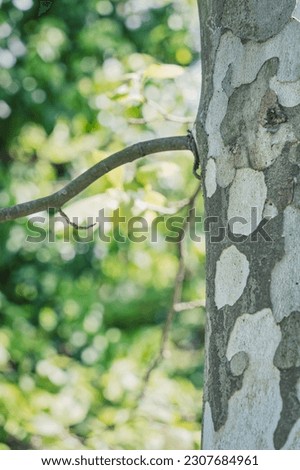 Picture with a Platanus occidentalis American sycamore tree trunck and a branch. Close up detail.