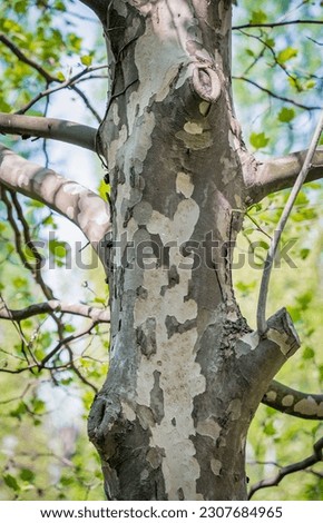 Picture with a Platanus occidentalis American sycamore tree trunck and a branch. Close up detail. Royalty-Free Stock Photo #2307684965