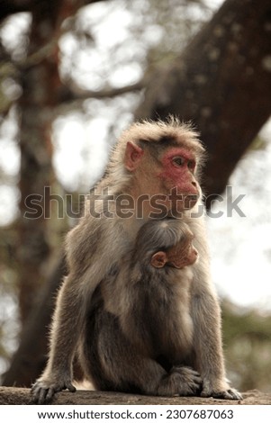 Bonnet Macaque - Monkey. Portrait pictures of Monkey. Cute monkey of Indian Sub Continent.  Monkey is found in south India. 