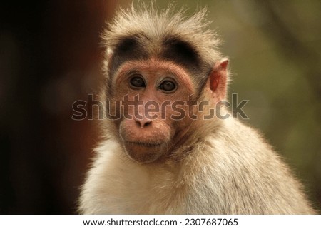 Bonnet Macaque - Monkey. Portrait pictures of Monkey. Cute monkey of Indian Sub Continent.  Monkey is found in south India. 
