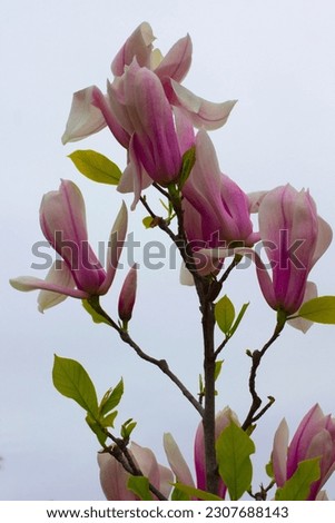 Blooming pink magnolias on branches. Close up.