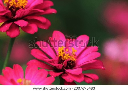 Common zinnia or better known by the scientific name Zinnia elegans is one of the most famous annual flowering plants of the genus Zinia.