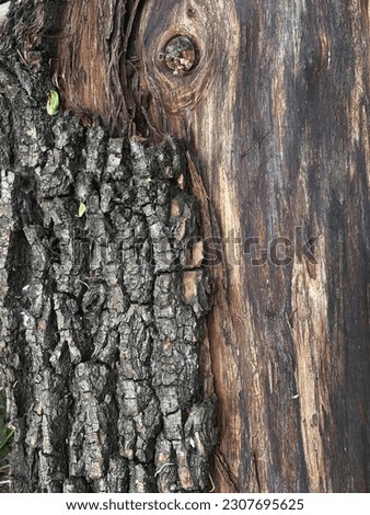 close-up photo of tree bark. nice nature