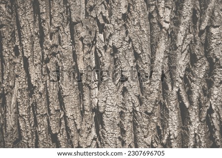 Close up detail with the bark tree trunk. Nature texture background.