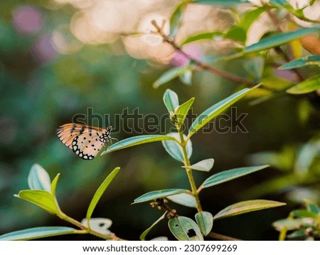 Vibrant Greens and Butterfly The Wings of Beauty