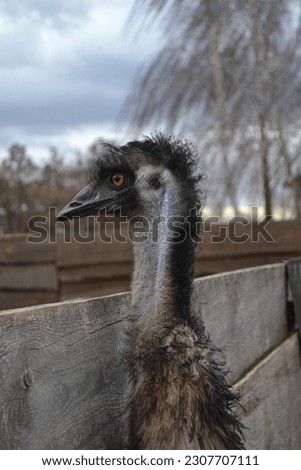 Fluffy Australian dromaius in a private zoo (ostrich farm). Beautiful dromaius head (side view). Curly feathers on forelock, long neck with a short soft fur and strong beak.  Royalty-Free Stock Photo #2307707111