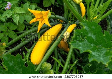 Close up of a yellow squash growing in a backyard vegetable garden. Royalty-Free Stock Photo #2307708257