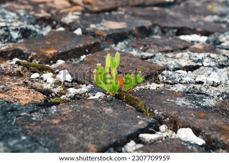        little green plant between rocks                         Royalty-Free Stock Photo #2307709959