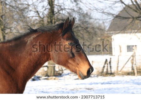 English thoroughbred horse in portrait Royalty-Free Stock Photo #2307713715