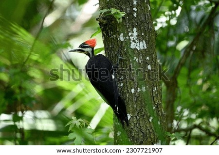 A Pileated woodpecker (Dryocopus) perched on a tree