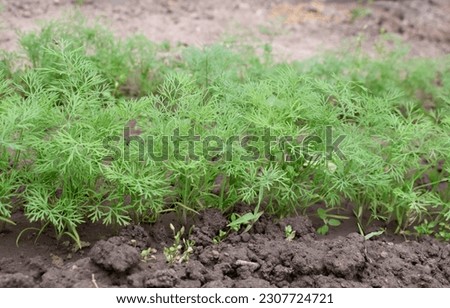 Fresh green dill in the ground. Royalty-Free Stock Photo #2307724721