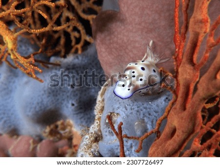 A Hypselodoris tryoni nudibranch on soft corals Boracay Island Philippines