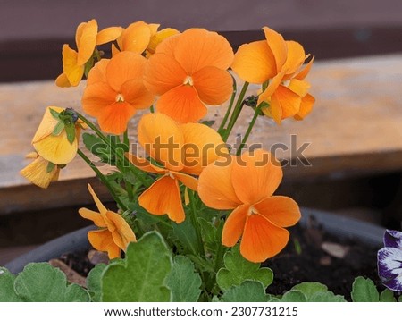 Orange Viola flowers in full bloom are shining in the light close up