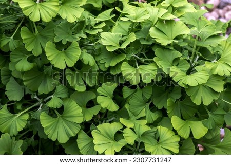 Fresh bright green leaves of ginkgo biloba. Natural leaf texture background. Branches of a ginkgo tree in Nitra in Slovakia. Latin name Ginkgo biloba L. Royalty-Free Stock Photo #2307731247